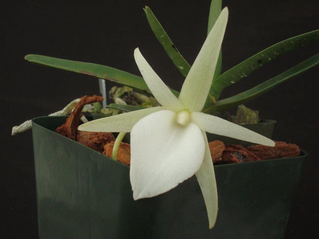 Angraecum didieri — specimen photographed at SLO Orchids