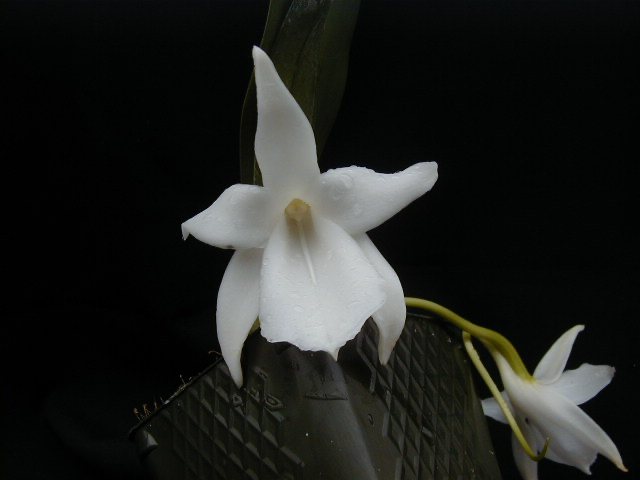 Angraecum magdalenae 1894 — specimen photographed at SLO Orchids