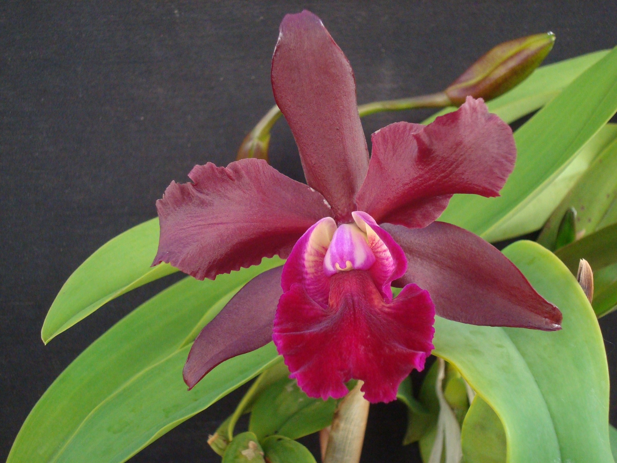 Blc. Precious Stones x Mem. Ralph Placentia — specimen photographed at SLO Orchids