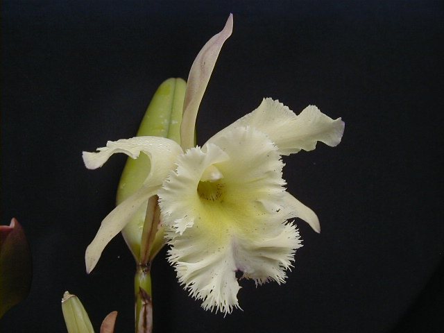 Brassavola digbyana is Rhyncholaelia digbyana — specimen photographed at SLO Orchids