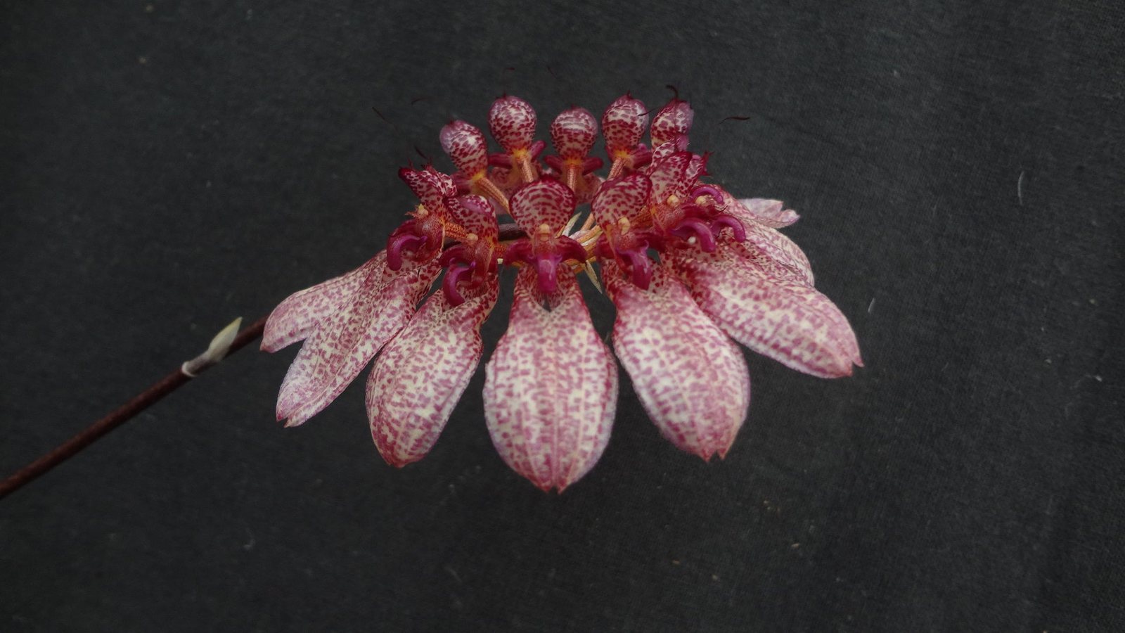 Bulbophyllum eberhardtii — specimen photographed at SLO Orchids