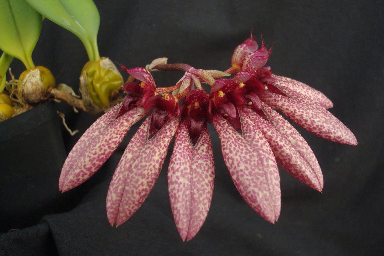 Bulbophyllum frostii X evrardii — specimen photographed at SLO Orchids