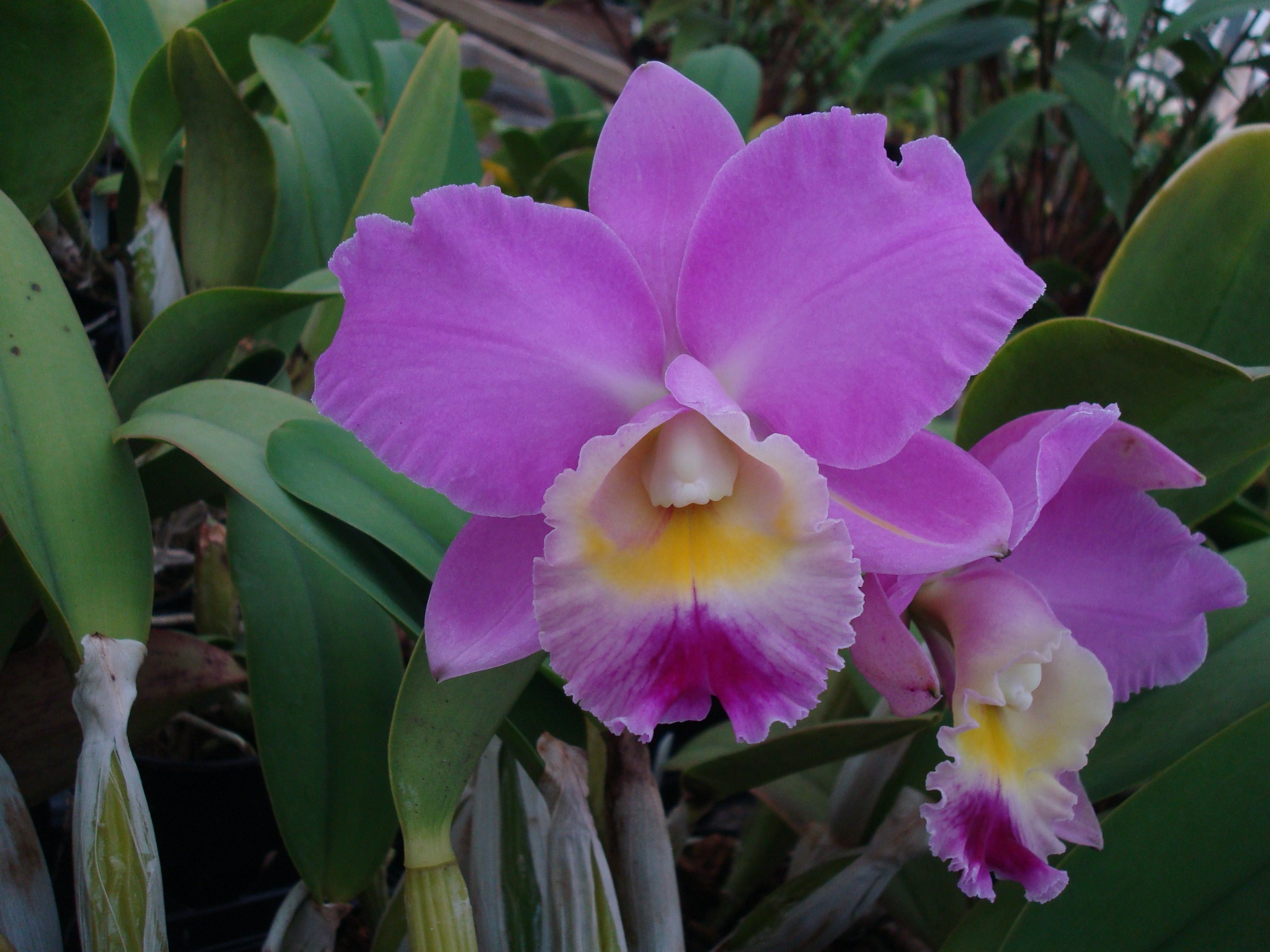 Cattleya Angelwalker x Lc. Bonanza Queen — specimen photographed at SLO Orchids