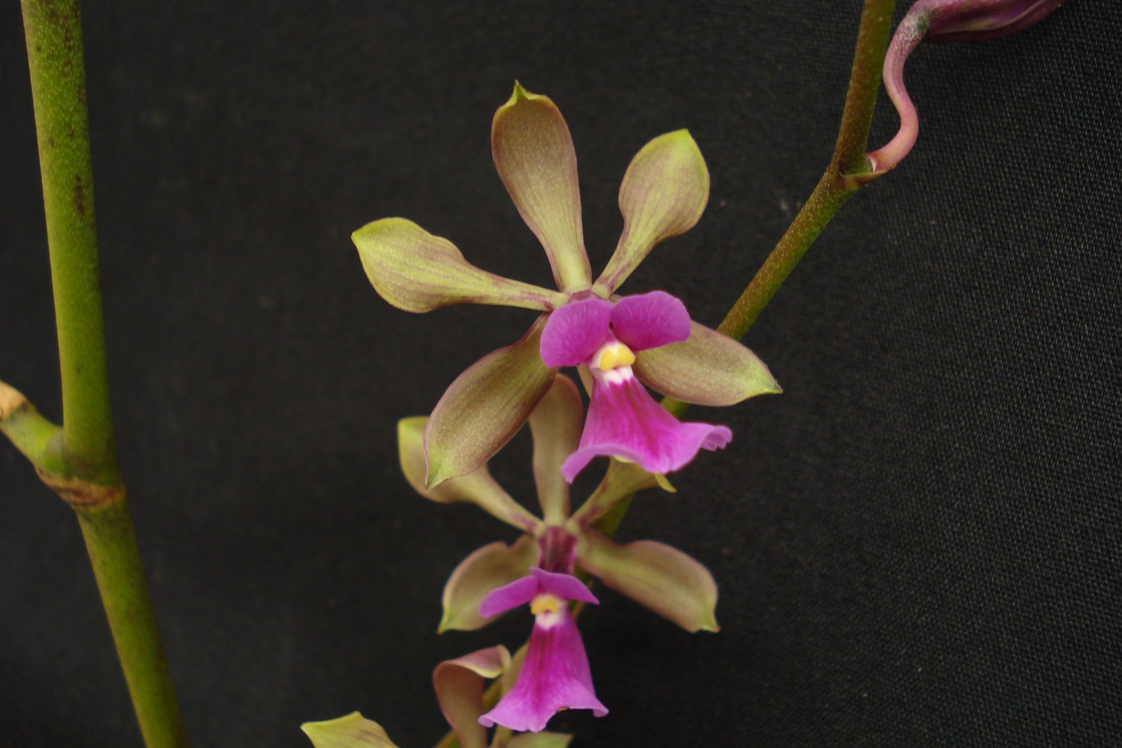 Encyclia mooreana x Encyclia cordigera — specimen photographed at SLO Orchids