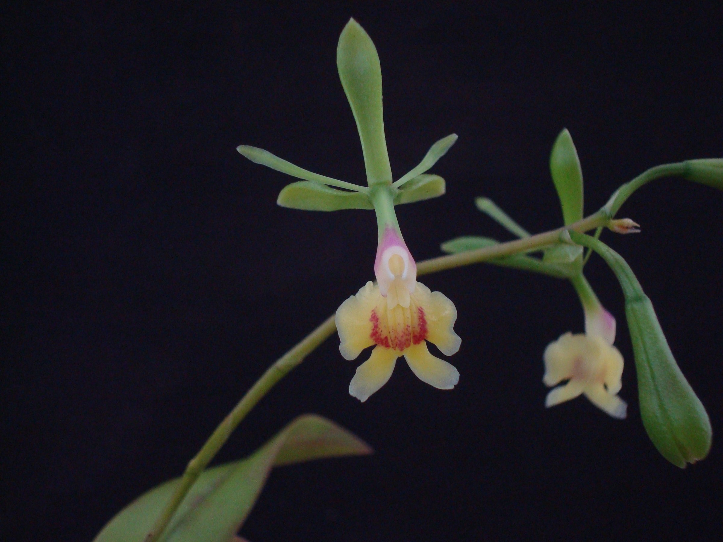 ( Epi. pseudepidendrum x  Epi floribundum) x Epi englerianum — specimen photographed at SLO Orchids