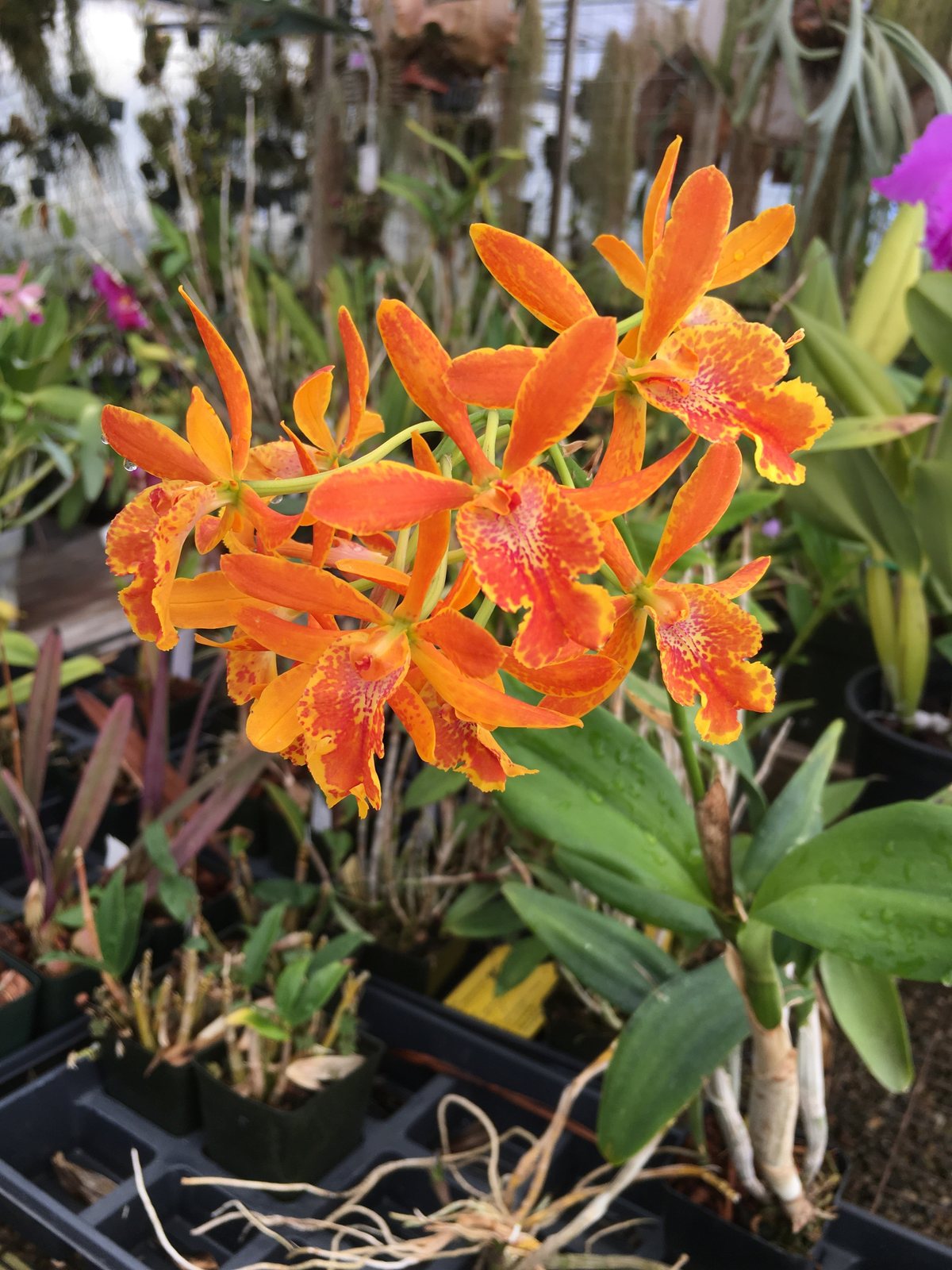 Eplc. Volcano Trick 'Orange Fire' — specimen photographed at SLO Orchids