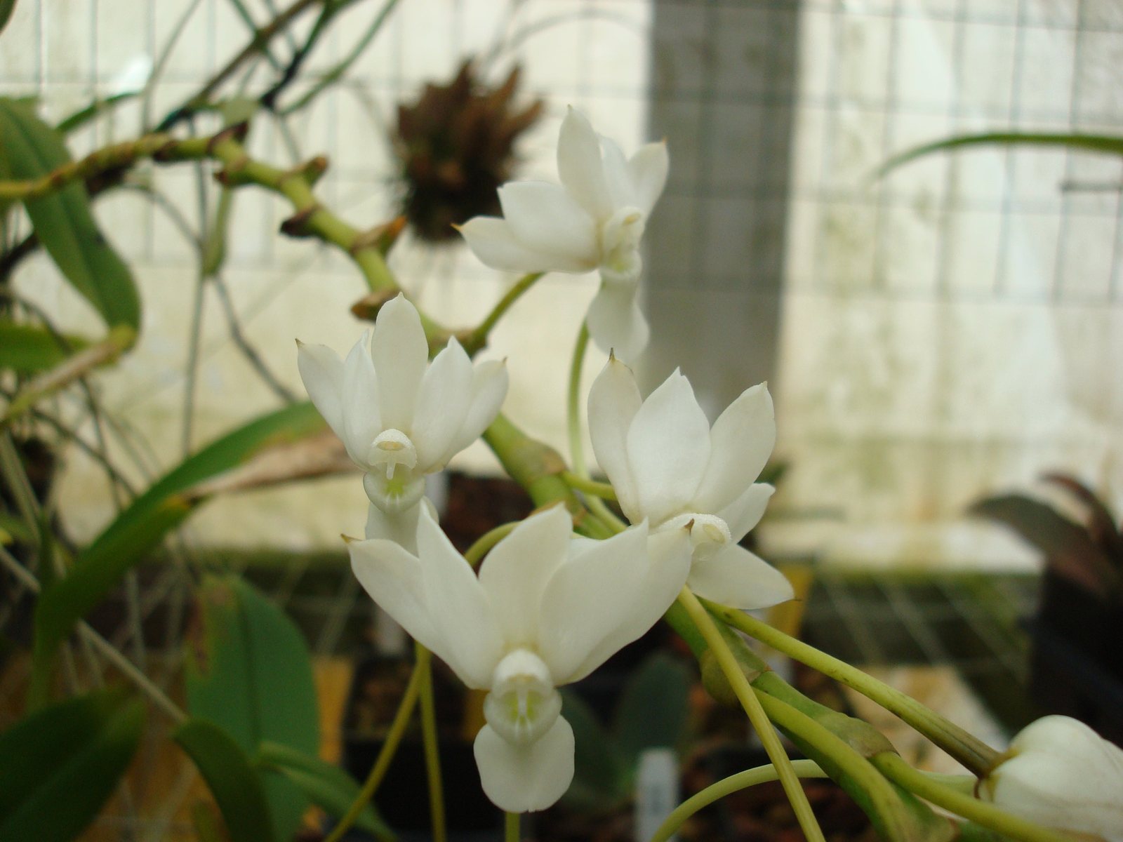 Aerangis cryptodon — specimen photographed at SLO Orchids