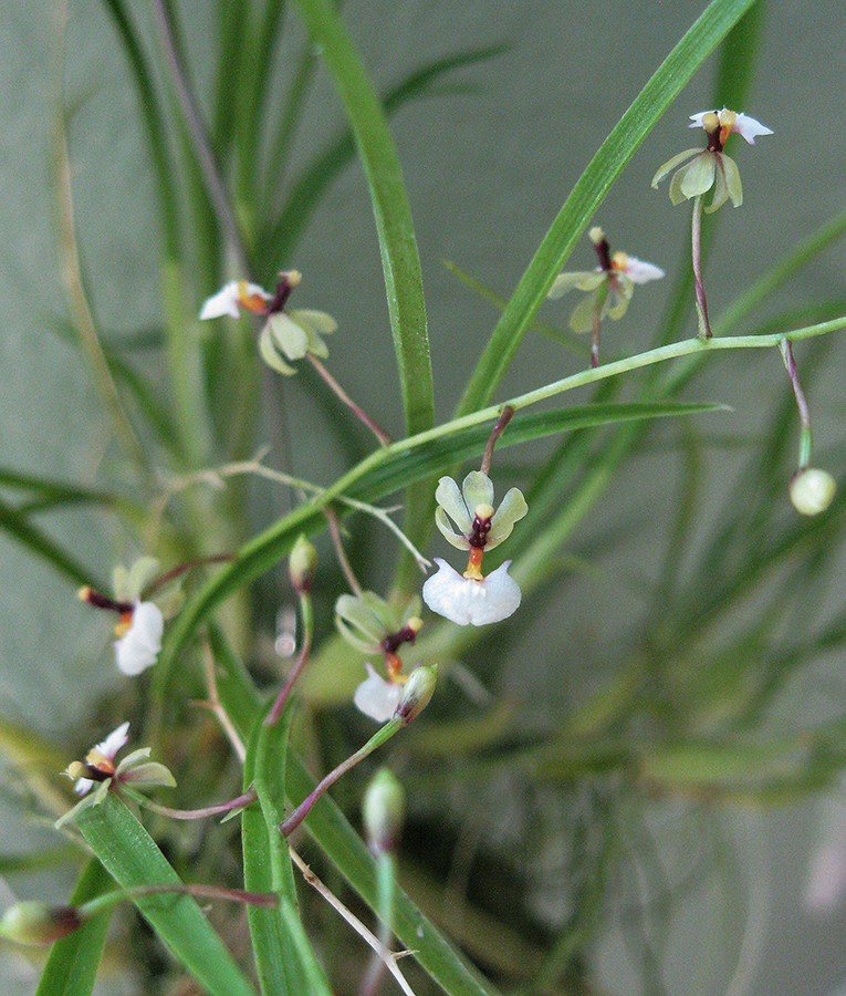 Ornithophora radicans — specimen photographed at SLO Orchids