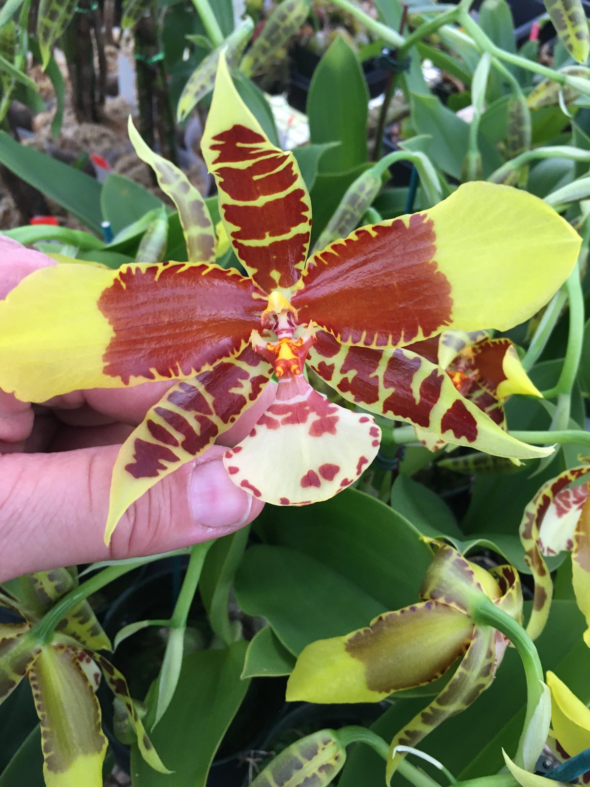 Rossioglossum Rawdon Jester 'Great Bee' — specimen photographed at SLO Orchids