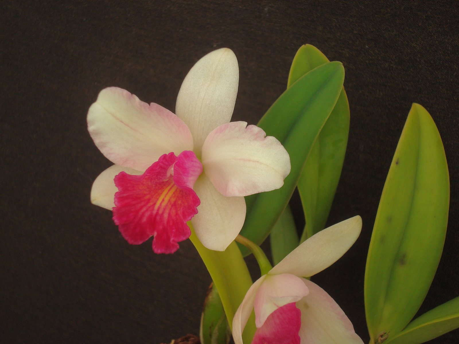 Slc. 'Tangerine Imp' x Sc. 'Petite Pride' — specimen photographed at SLO Orchids